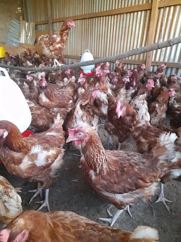 Commercial Layers Chickens - thumbnail 5
