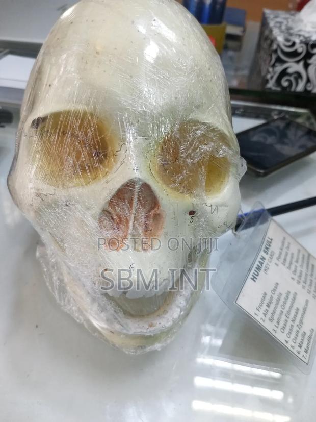 Skull Model
