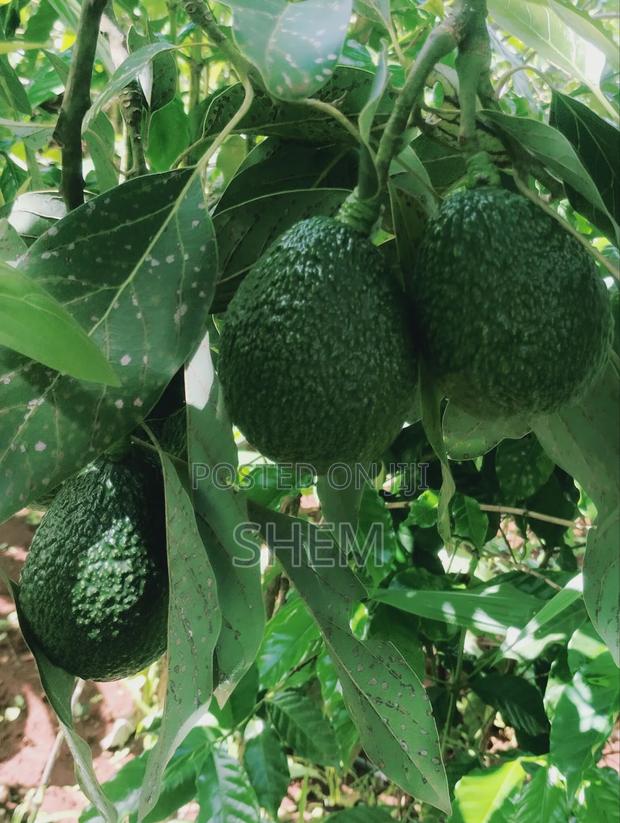 Harsh for Export Anyone Interested in Buying From My Farm