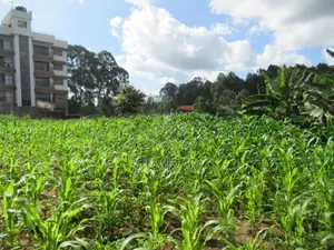 1-Acre Plot for Sale in Thindigua