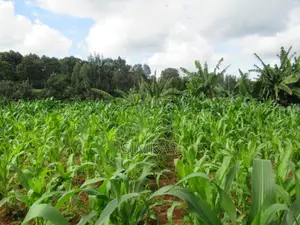 1-Acre Plot for Sale in Thindigua