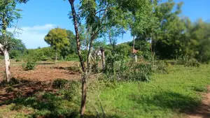 1 Acre of Land