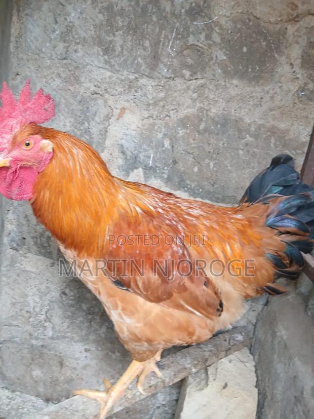 Male Jogoo for Sale