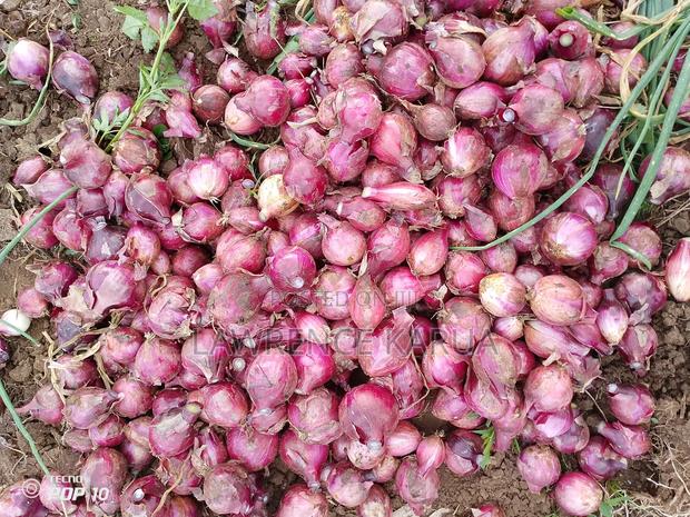 Onions Wholesale - thumbnail 3