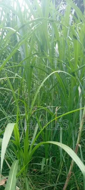 Nappier Grass for Livestock on Sale