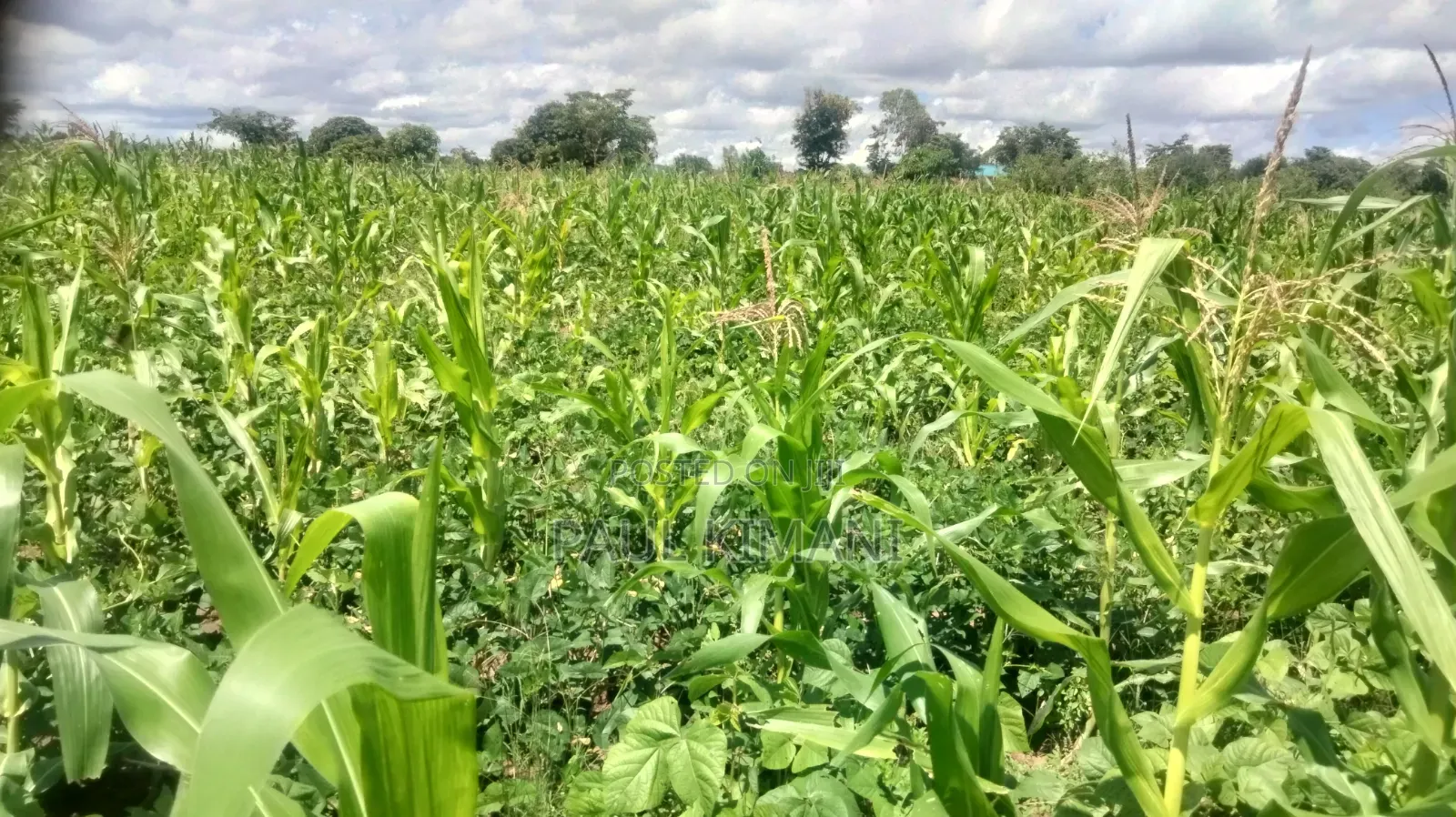 Matuu Kavwea Town Plots