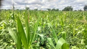 Matuu Kavwea Town Plots