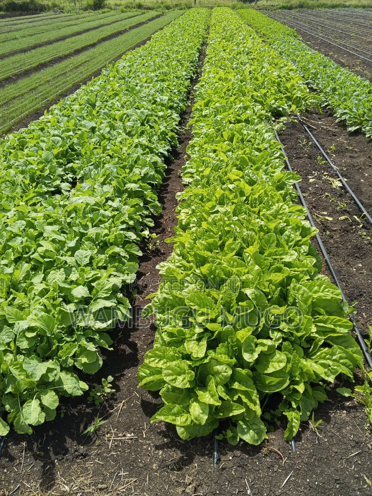 Tomatoes and Cabbage Seedlings for Sale