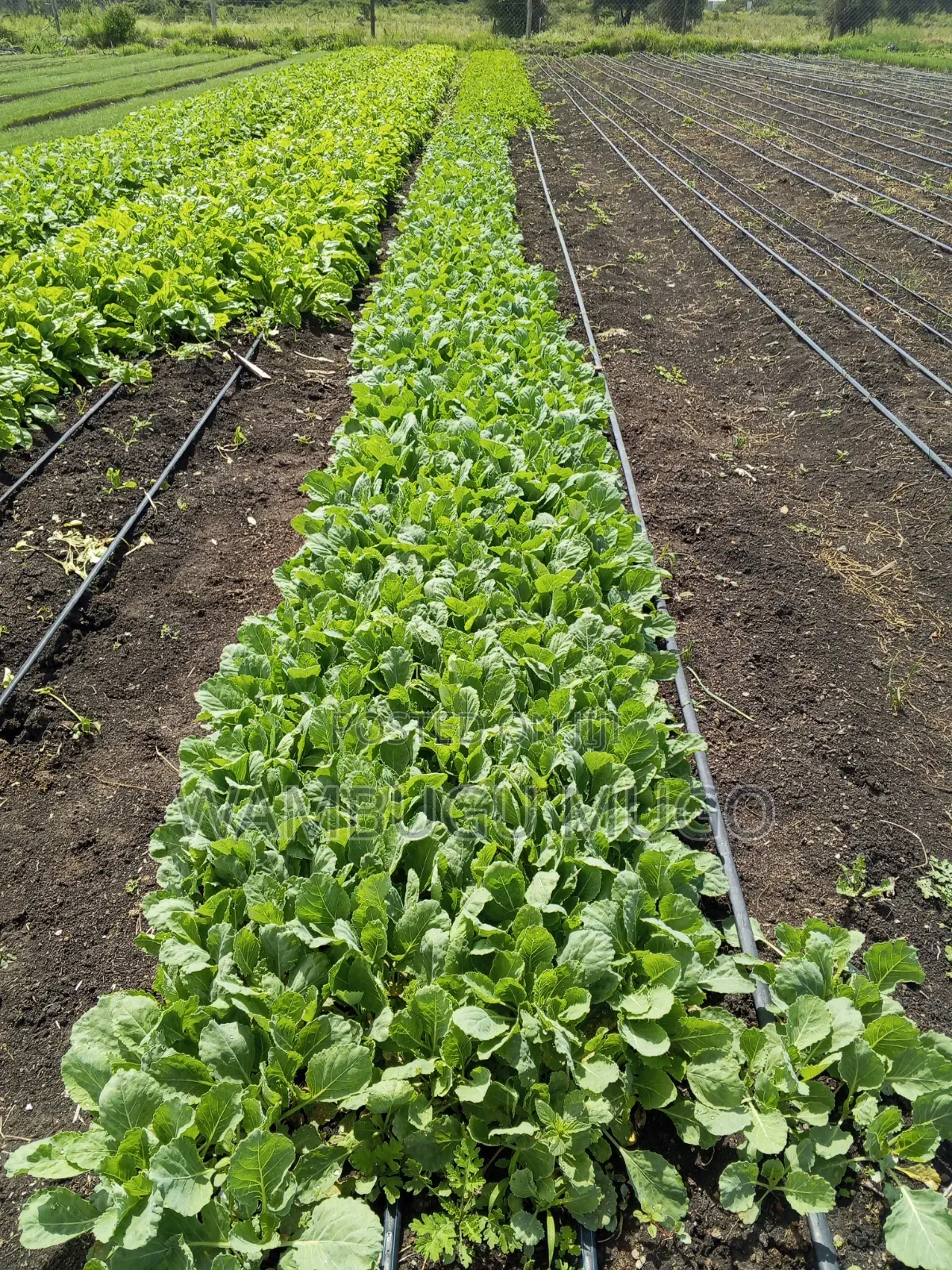 Tomatoes and Cabbage Seedlings for Sale