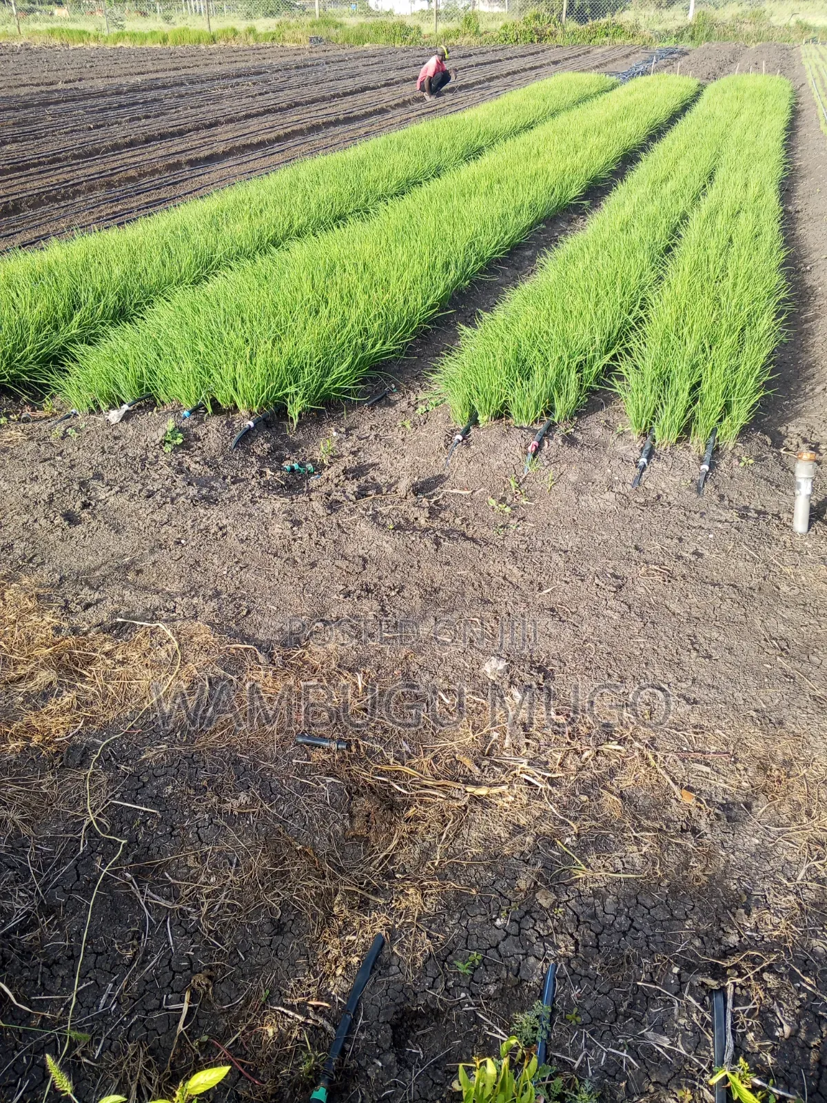 Tomatoes and Cabbage Seedlings for Sale