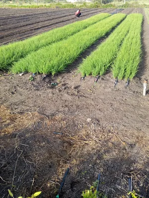 Tomatoes and Cabbage Seedlings for Sale