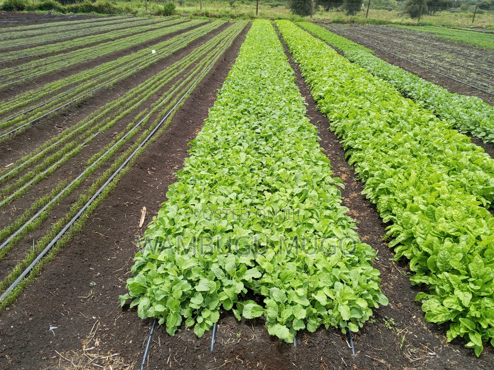 Tomatoes and Cabbage Seedlings for Sale