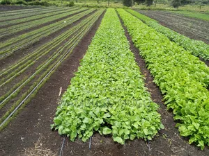 Tomatoes and Cabbage Seedlings for Sale