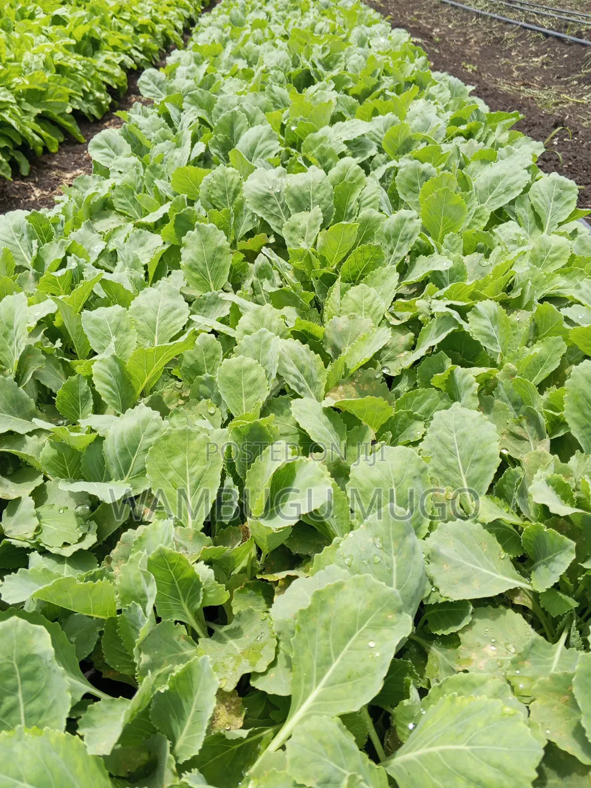 Tomatoes and Cabbage Seedlings for Sale
