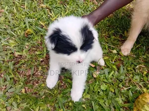 3-6 months Male Mixed Breed Maltese