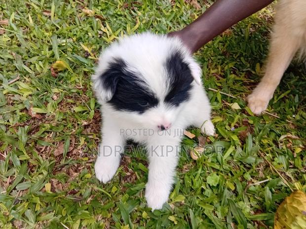 3-6 months Male Mixed Breed Maltese