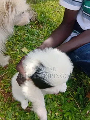 3-6 months Female Mixed Breed Maltese