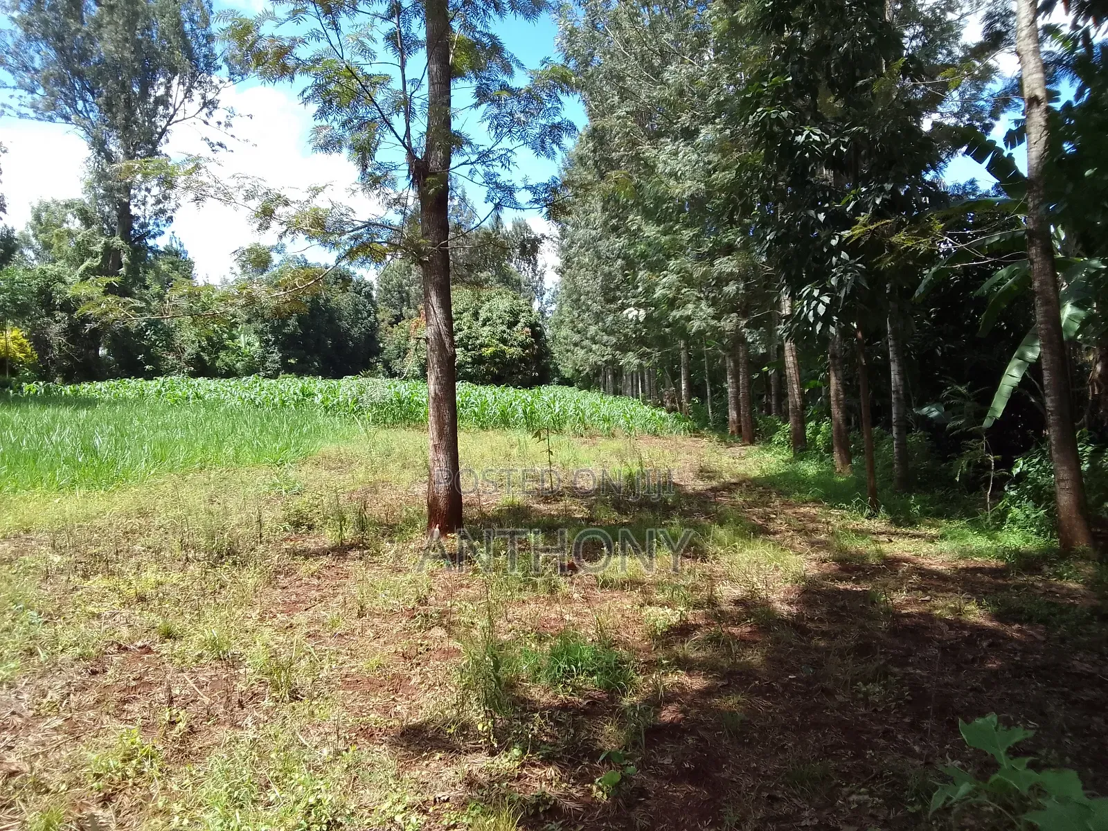 Mukinduri, Kirinyaga - 1acre. Agricultural Land