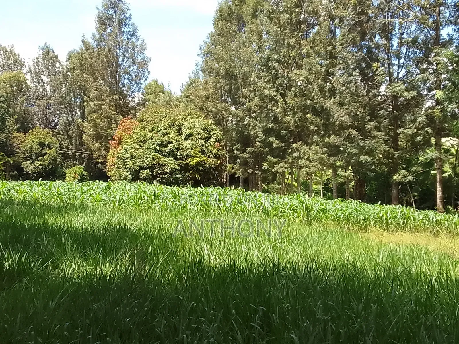 Mukinduri, Kirinyaga - 1acre. Agricultural Land