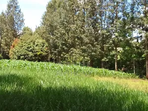 Mukinduri, Kirinyaga - 1acre. Agricultural Land