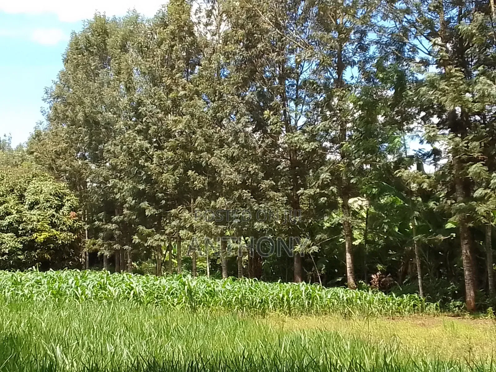 Mukinduri, Kirinyaga - 1acre. Agricultural Land