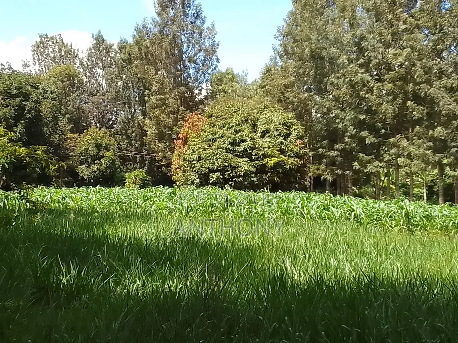 Mukinduri, Kirinyaga - 1acre. Agricultural Land