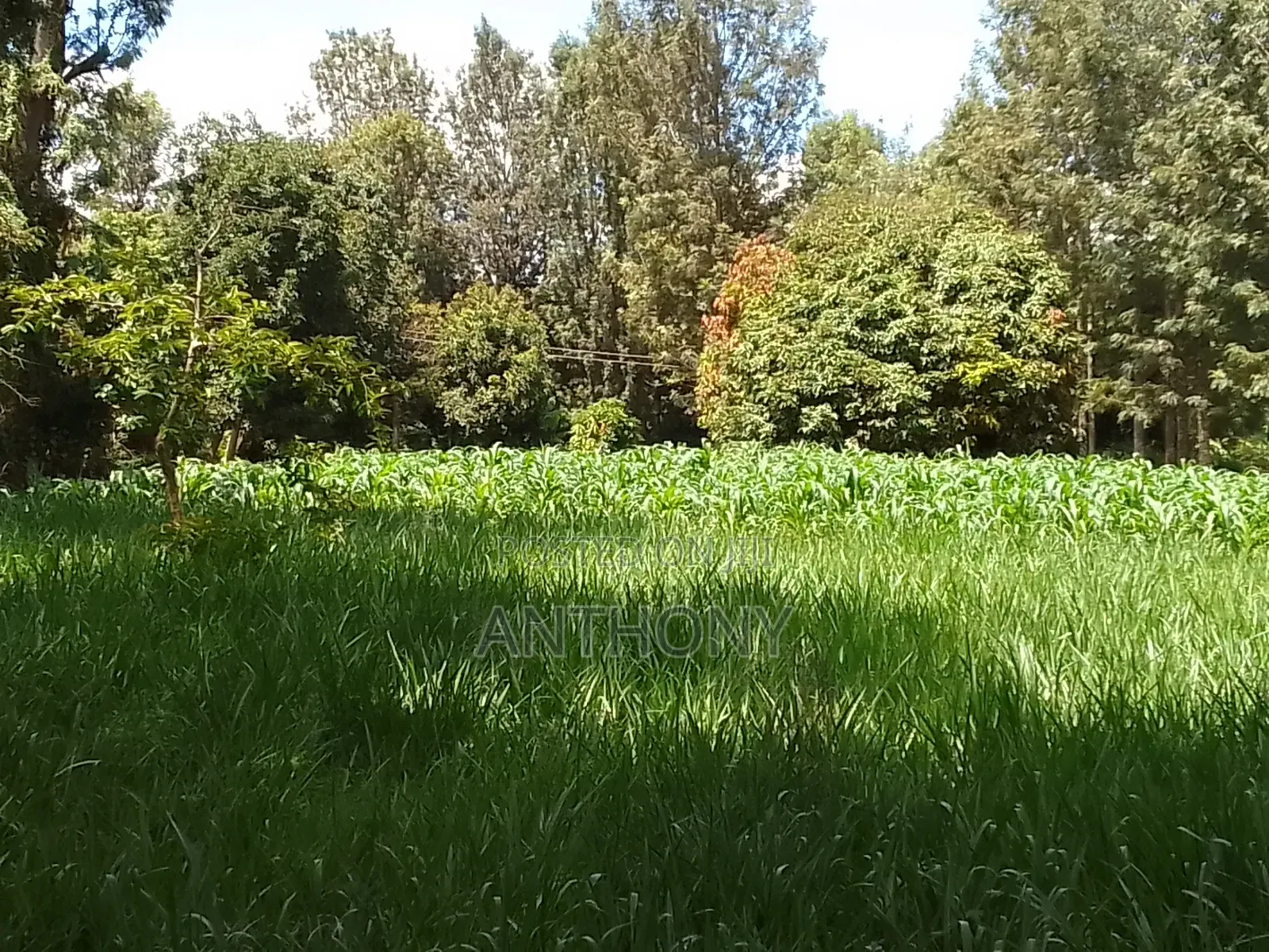 Mukinduri, Kirinyaga - 1acre. Agricultural Land