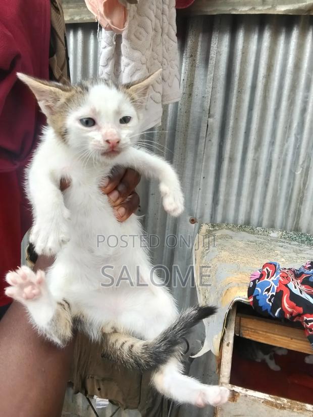 1-3 months Male Mixed Breed Cat - thumbnail 3
