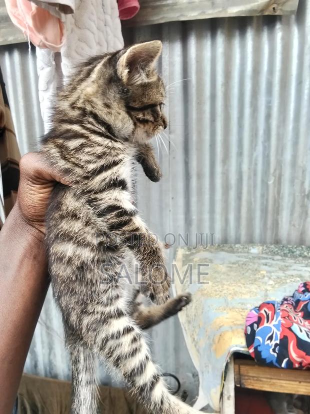 1-3 months Male Mixed Breed Cat - thumbnail 4