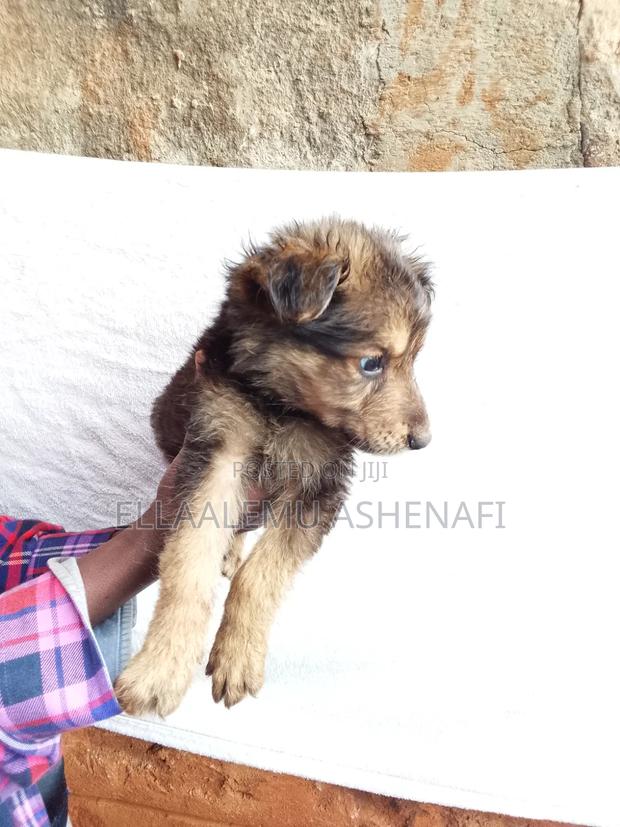 1-3 months Male Mixed Breed German Shepherd