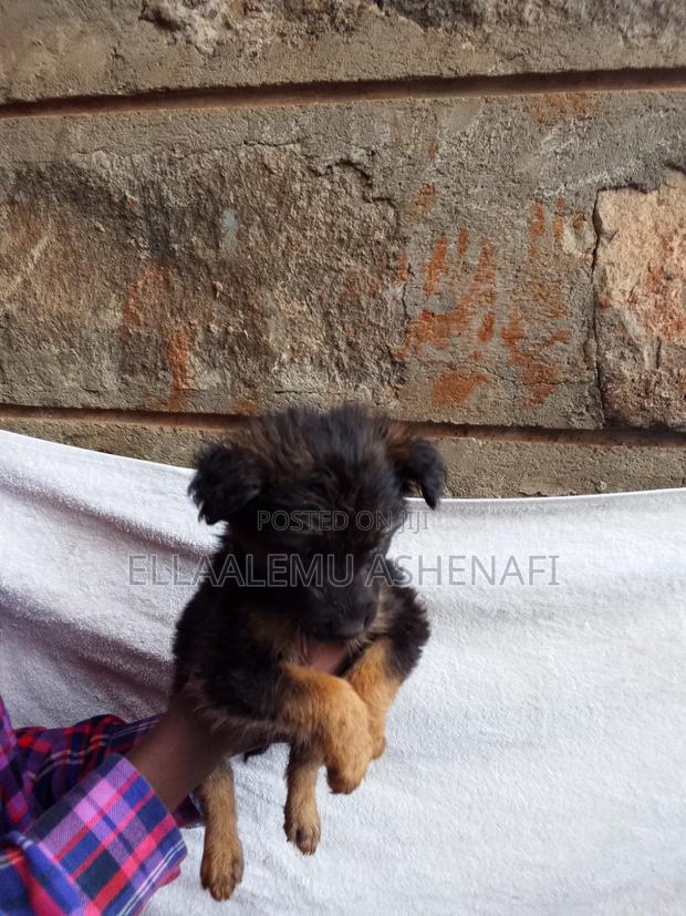1-3 months Male Mixed Breed German Shepherd - thumbnail 2