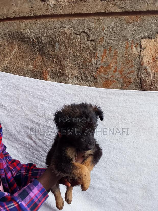 1-3 months Male Mixed Breed German Shepherd - thumbnail 3