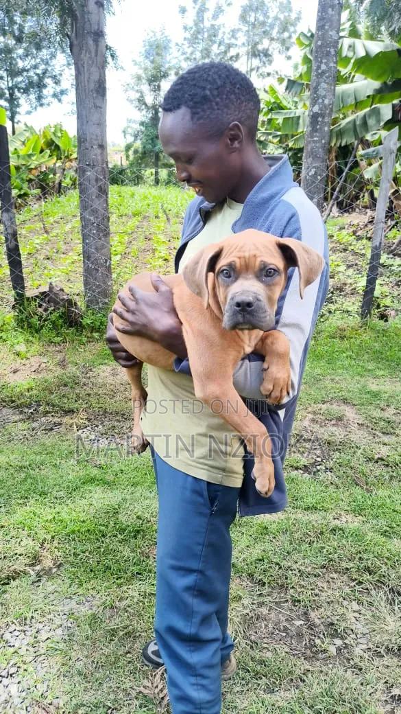 1-3 months Male Purebred Boerboel