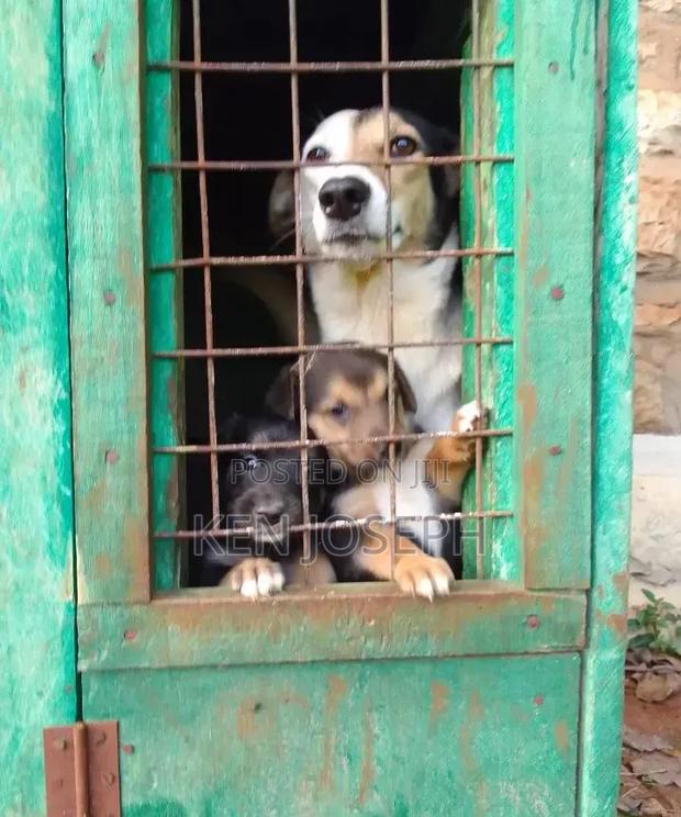 Dog House Kennel - thumbnail 5