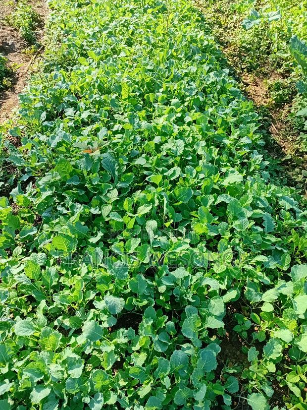 Sukuma Wiki Seedling