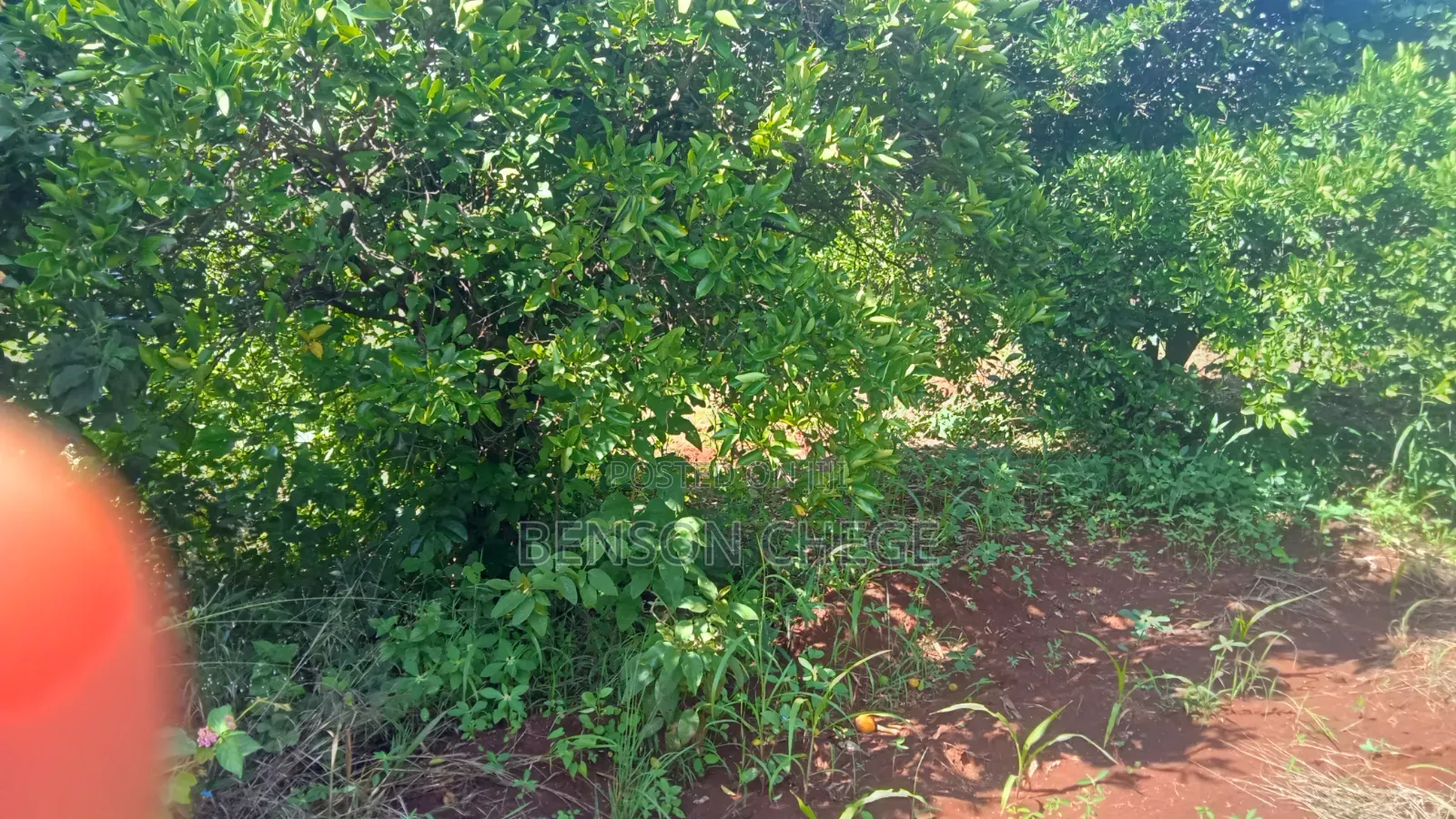1.5 Acre for Sale in Maragua Ridge