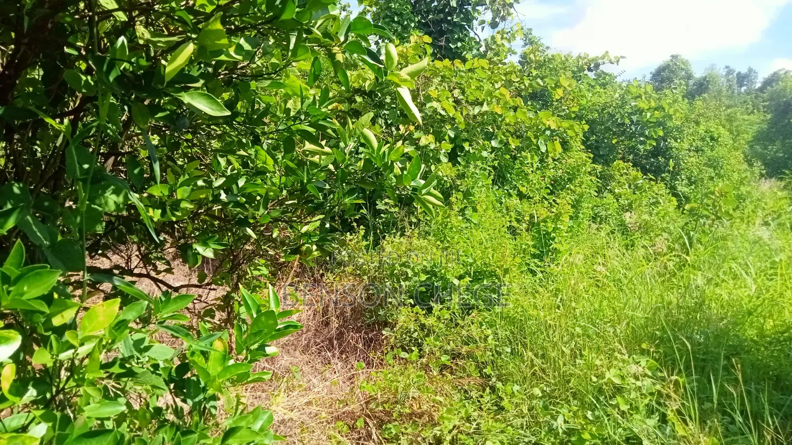 1.5 Acre for Sale in Maragua Ridge