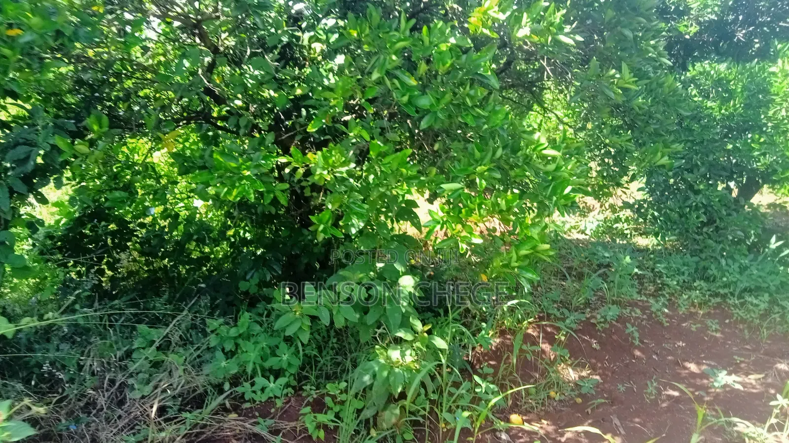 1.5 Acre for Sale in Maragua Ridge