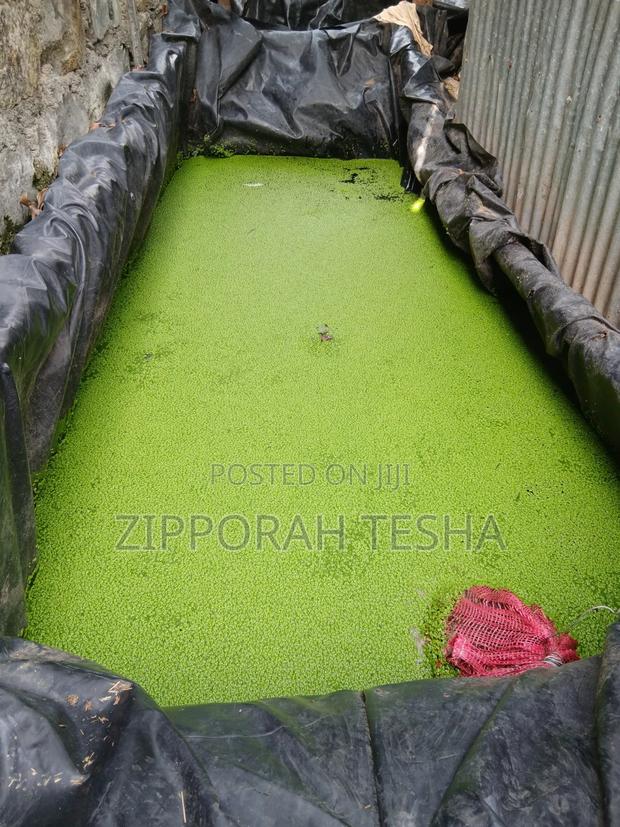 Fresh Duckweed Seeds Available - thumbnail 4