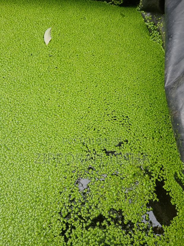 Fresh Duckweed Seeds Available - thumbnail 2