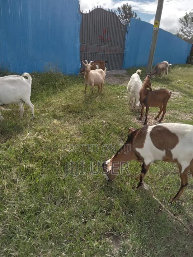 Goats for Sale