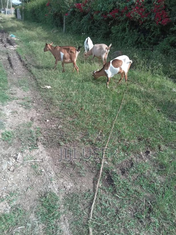 Goats for Sale - thumbnail 2