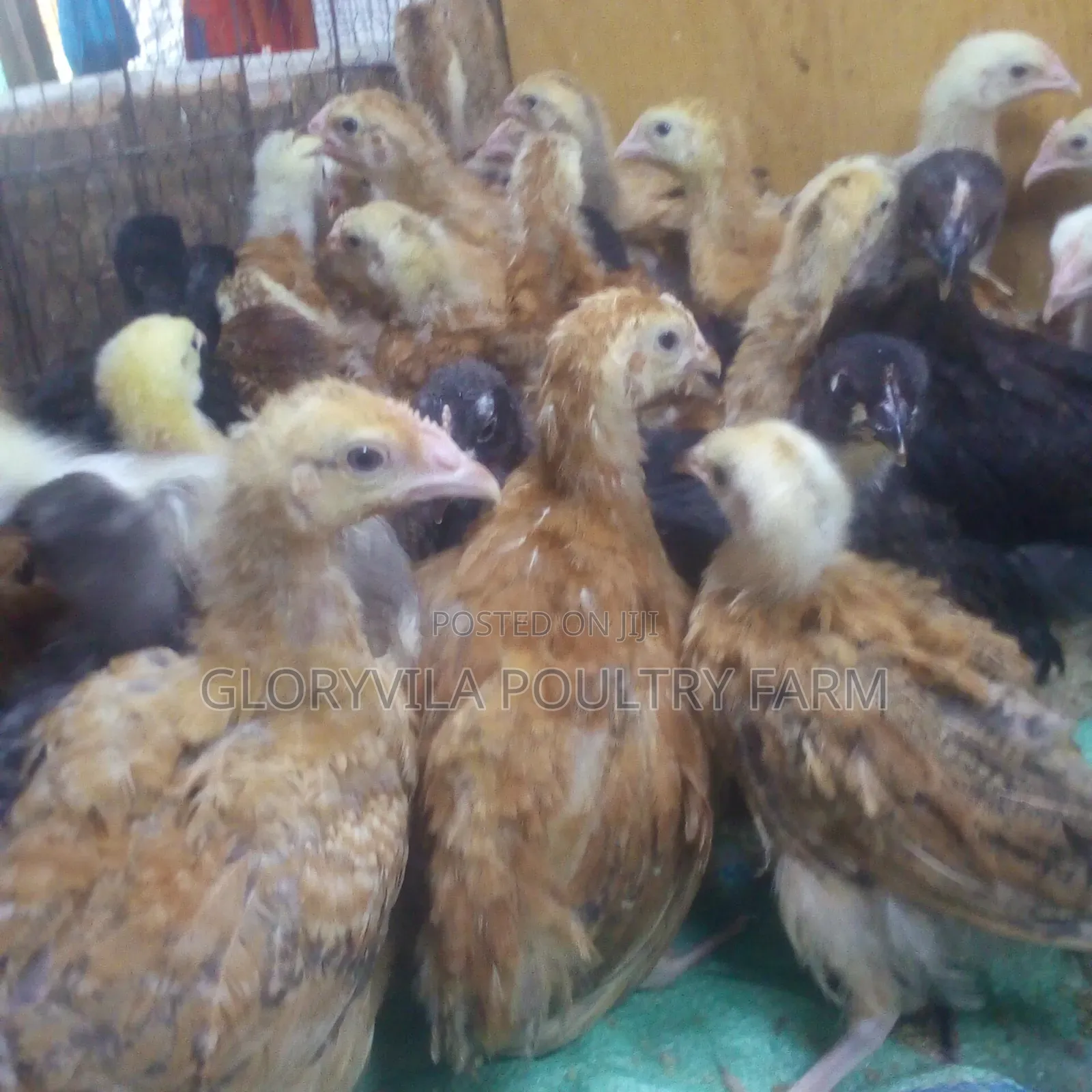 4 Weeks Improved Kienyeji Chicks