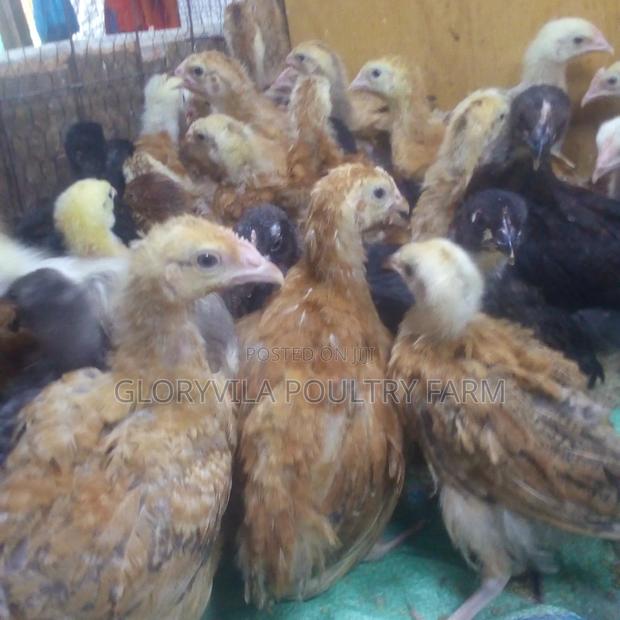 3 Weeks Improved Kienyeji Chicks
