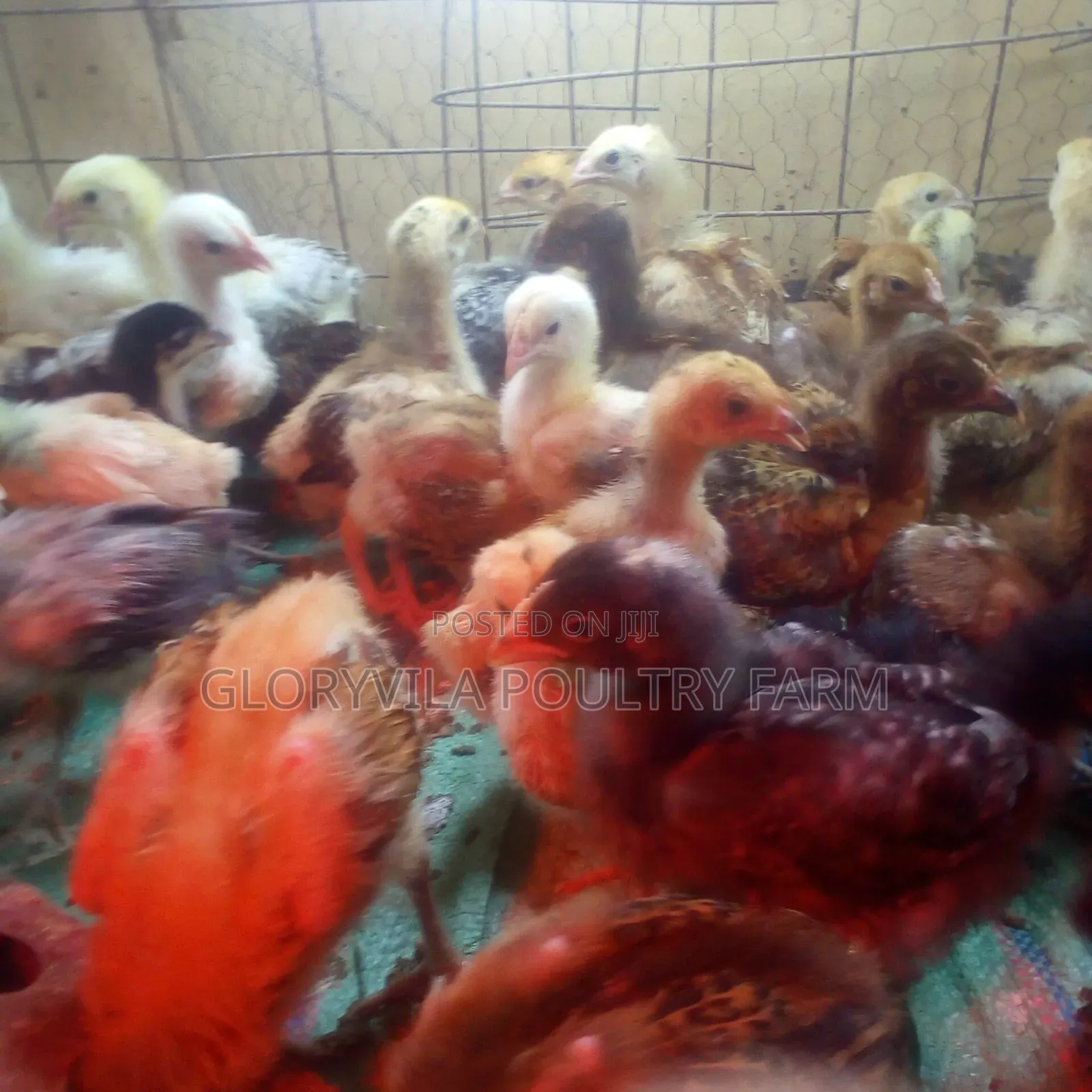 4 Weeks Improved Kienyeji Chicks