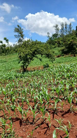 Selling Land in Kirinyaga County