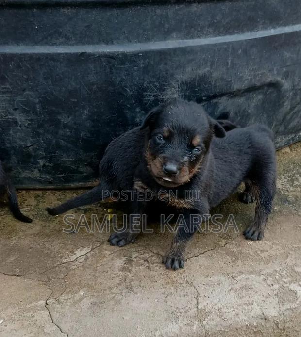 0-1 month Male Purebred Rottweiler