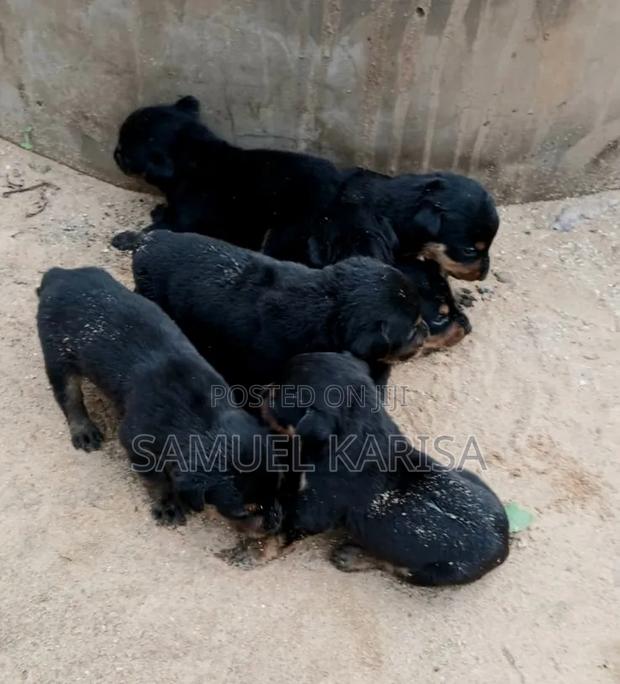 0-1 month Male Purebred Rottweiler - thumbnail 3