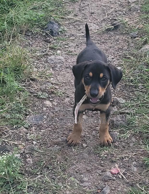 1-3 months Male Mixed Breed German Shepherd