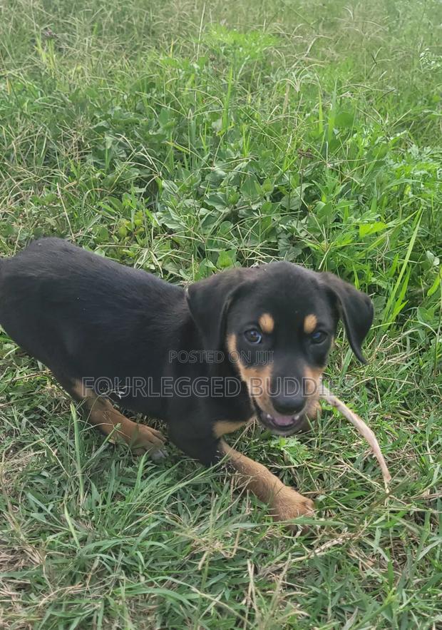 1-3 months Male Mixed Breed German Shepherd - thumbnail 4